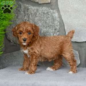 Autumn, Toy Poodle Puppy