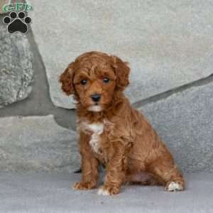 Autumn, Toy Poodle Puppy