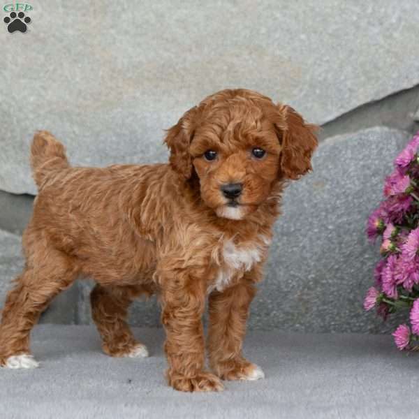 Autumn, Toy Poodle Puppy