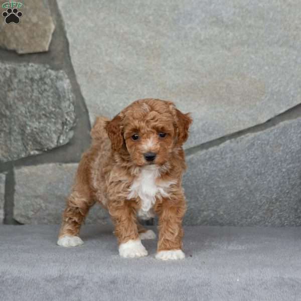 Aster, Toy Poodle Puppy