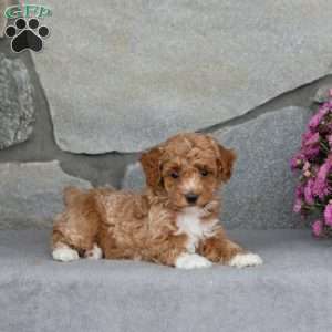 Aster, Toy Poodle Puppy