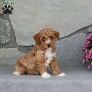 Aster, Toy Poodle Puppy