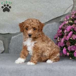 Aster, Toy Poodle Puppy