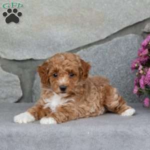 Aster, Toy Poodle Puppy