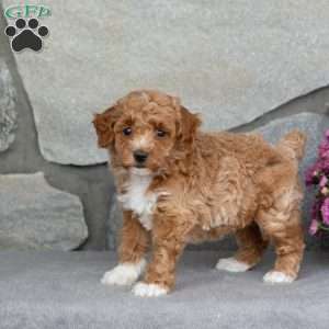 Aster, Toy Poodle Puppy