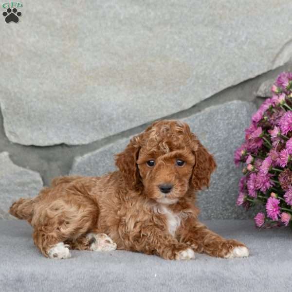 Amber, Toy Poodle Puppy