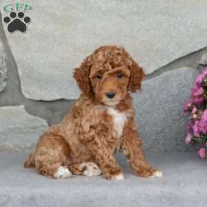 Amber, Toy Poodle Puppy