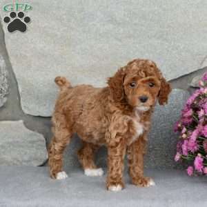 Amber, Toy Poodle Puppy