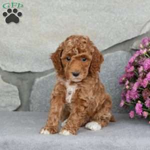 Amber, Toy Poodle Puppy