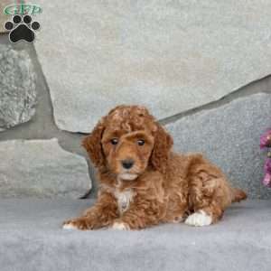 Amber, Toy Poodle Puppy