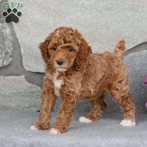Amber, Toy Poodle Puppy