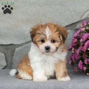 Barbie, Teddy Bear Puppy