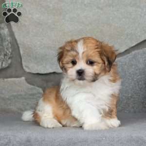 Barbie, Teddy Bear Puppy