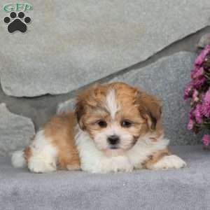 Barbie, Teddy Bear Puppy