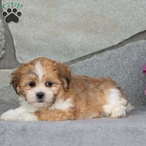Barbie, Teddy Bear Puppy