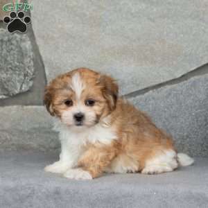 Barbie, Teddy Bear Puppy