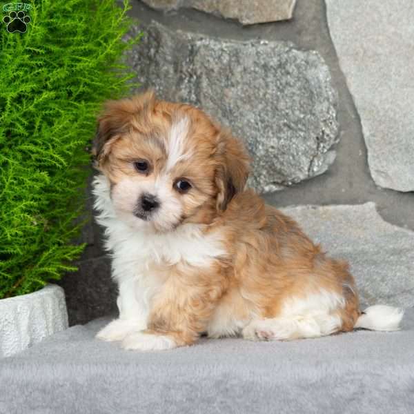 Barbie, Teddy Bear Puppy