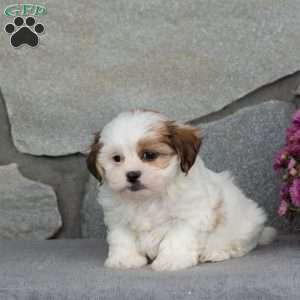 Bessie, Teddy Bear Puppy