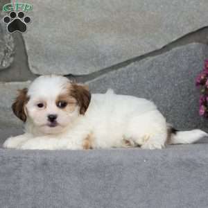 Bessie, Teddy Bear Puppy