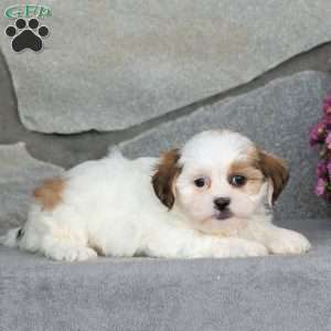 Bessie, Teddy Bear Puppy