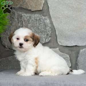 Bessie, Teddy Bear Puppy