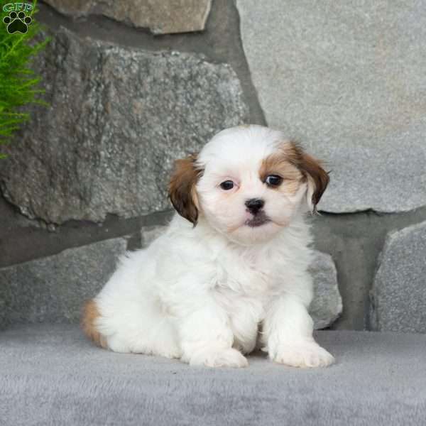 Bessie, Teddy Bear Puppy