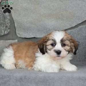 Buster, Teddy Bear Puppy