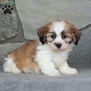 Buster, Teddy Bear Puppy