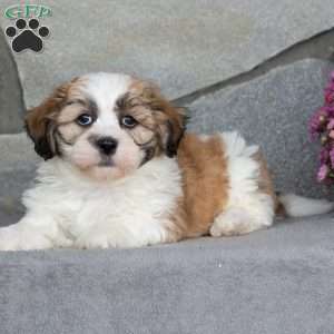Buster, Teddy Bear Puppy