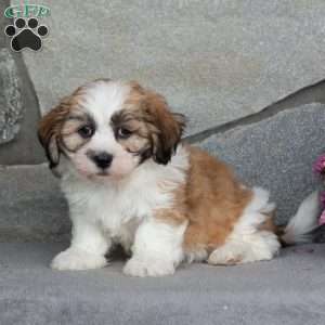 Buster, Teddy Bear Puppy