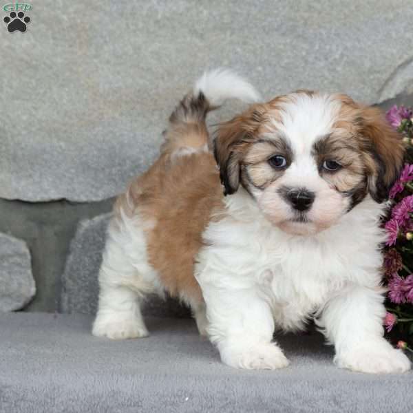 Buster, Teddy Bear Puppy