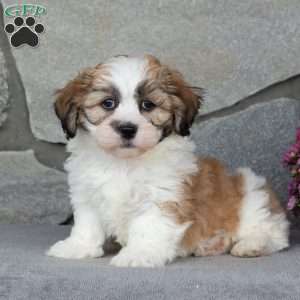 Buster, Teddy Bear Puppy