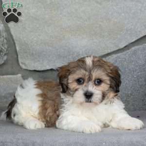 Buddy, Teddy Bear Puppy