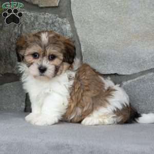 Buddy, Teddy Bear Puppy