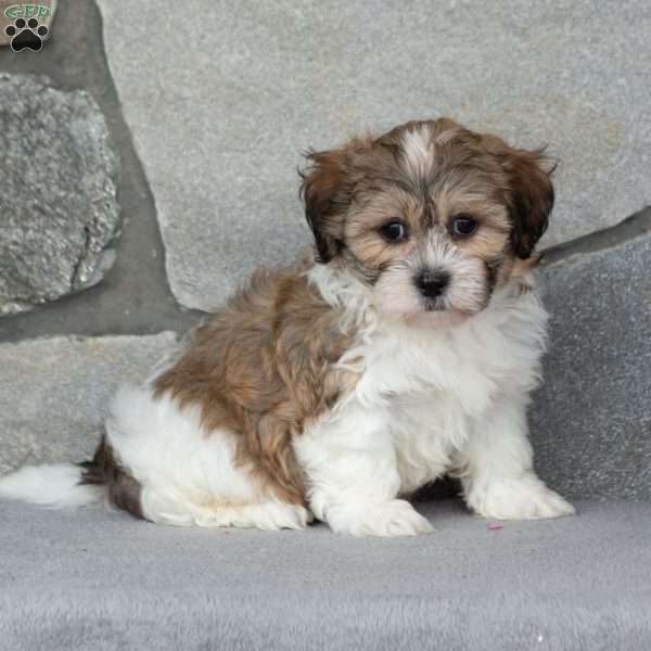 Buddy, Teddy Bear Puppy
