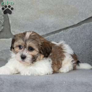 Buddy, Teddy Bear Puppy