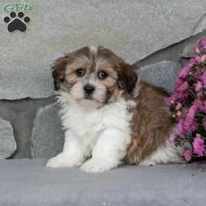 Buddy, Teddy Bear Puppy