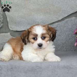 Bill, Teddy Bear Puppy
