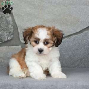 Bill, Teddy Bear Puppy
