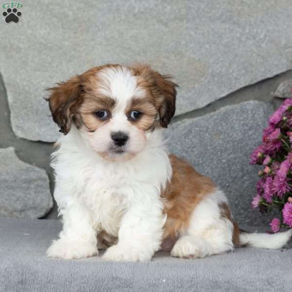 Bill, Teddy Bear Puppy