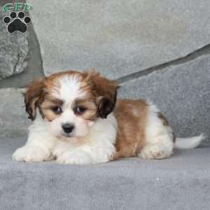Bill, Teddy Bear Puppy