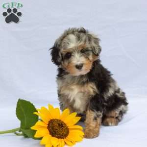 Lucky, Bernedoodle Puppy
