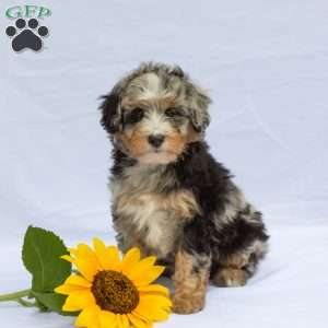 Lucky, Bernedoodle Puppy