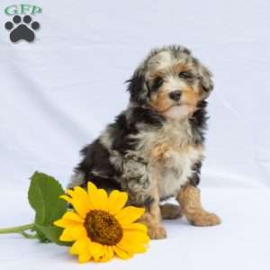 Lucky, Bernedoodle Puppy