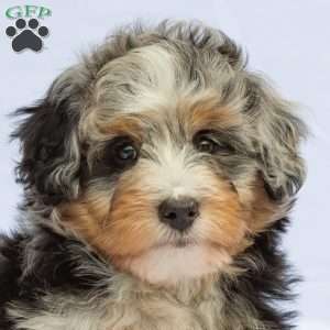Lucky, Bernedoodle Puppy
