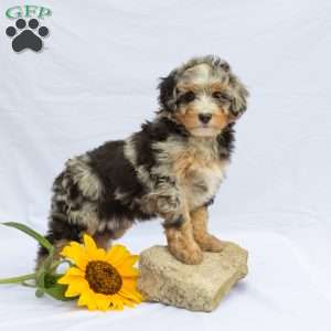 Lucky, Bernedoodle Puppy
