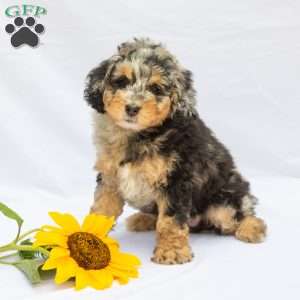 Lilac, Bernedoodle Puppy