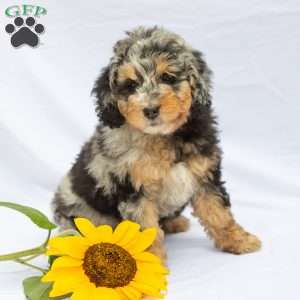 Lilac, Bernedoodle Puppy