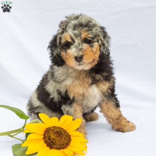 Lilac, Bernedoodle Puppy
