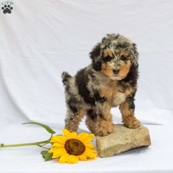 Lilac, Bernedoodle Puppy